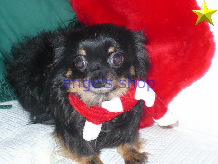 doggiesanta