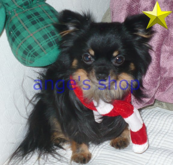 doggiesanta2