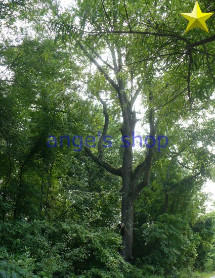 Sunintree