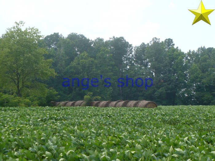 Field with bales