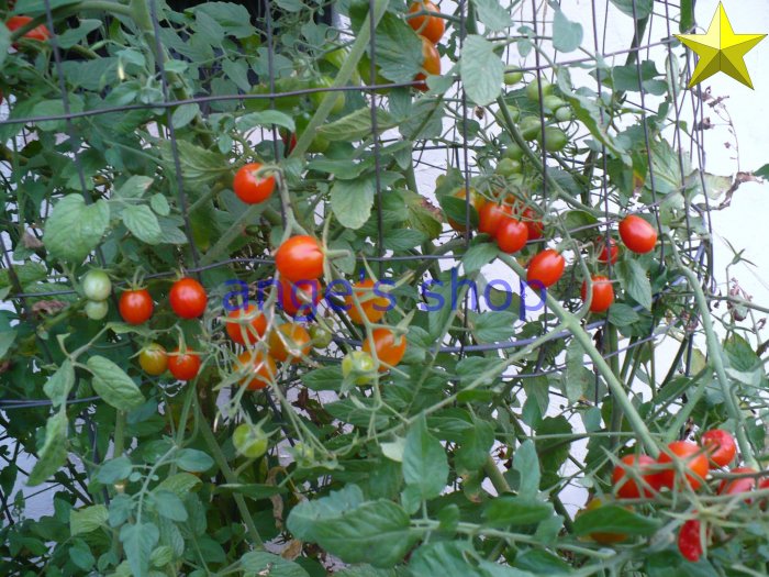 tomatoes 2