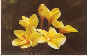 Yellow Plumeria Flowers Blossoms Hawaii vintage postcard