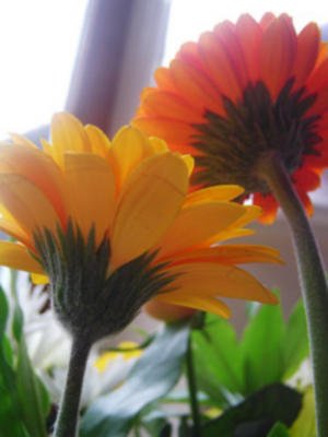 Flowers by Stacey