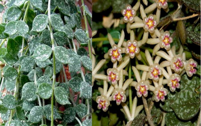 Hoya Curtisii -Shooting Star Pearl Colored Blooms
