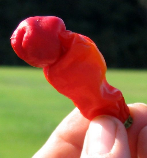 Peter Pepper Plant 14 FRESH SEEDS HOT HOT!