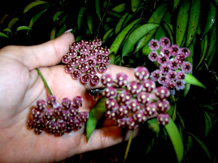 Hoya Kentiana Burgandy BLOOMS!! (9)