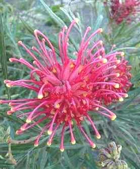GREVILLEA BANKSII FORSTERII Fireworks From Australia!!