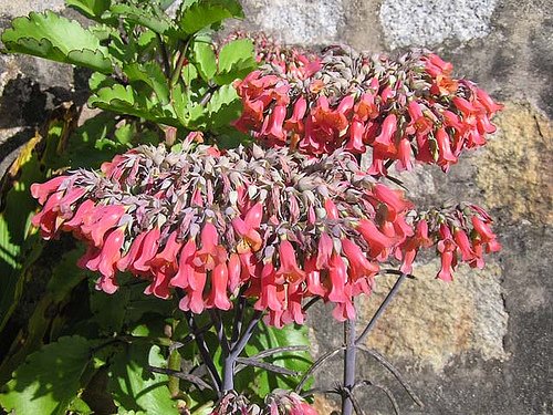 3 Kalanchoe Tubiflora Mother Of Million Succulents