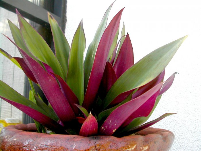 Rhoeo Spathacea, Tropical Beauty Oyster Plants 20 SEEDS