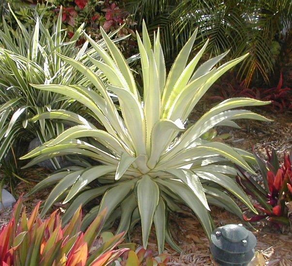 VERY RARE Joe Hoak Variegated Agave Desmettiana Plant (Z)