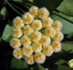 Hoya Lacunosa, Very Sweet Smelling House Plants