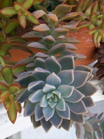 Unknown Powder Blue Succulent Rosette WOW