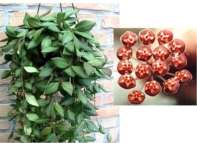 Hoya Tsangii DS-70 Plant BRICK COLORED BLOOMS! (C)