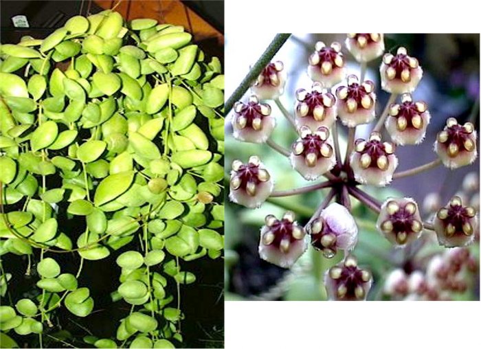 Hoya Incurvula Plant, White/Burgundy BLOOMS!