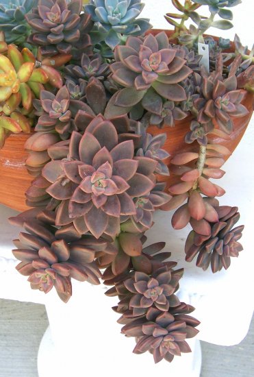 Sedum 'Vera Higgins' Succulent 1 Rosette Plant