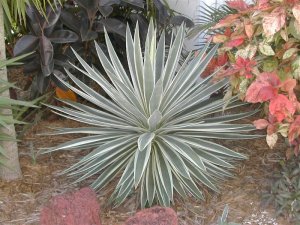 Agave Angustifolia Marginata 30 seeds ~Beautiful Cactus Succulents !