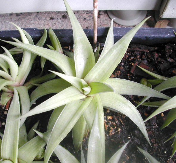 Haworthia Limifolia V. Ubomboensis Succulent Plant