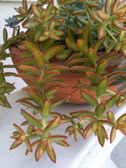 Sedum Adolphi Succulent The Golden Sedum Plant!