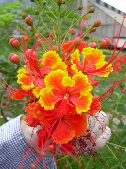 Caesalpinia Pulcherrima Pride of Barbados DWARF GREAT FOR SMALLER YARDS!!