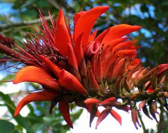 Erythrina Variegata Flame Coral Tree Scarlet Red Blooms OUT OF THIS WORLD!!