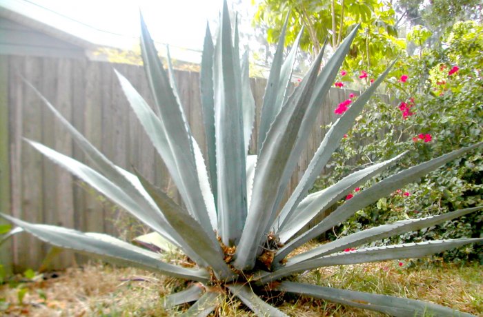 Blue Agave Americana, GETS HUGE!