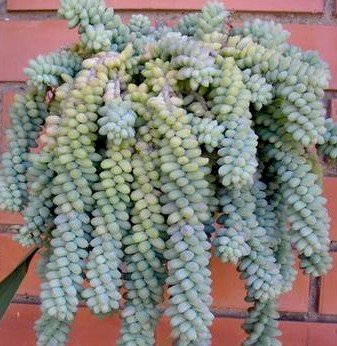 Burros Tail Sedum Morganianum Succulent Plants