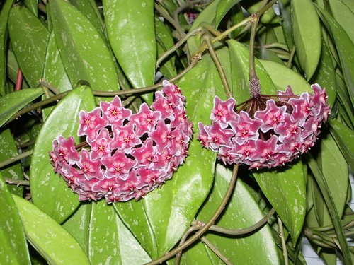 Hoya Pubicalyx Large Leaf House Plant Beautiful BLOOMS~ 4.5" Pots