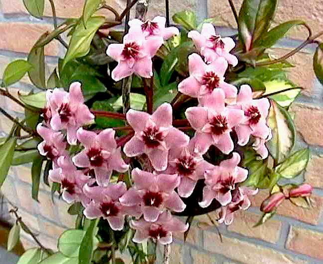 Hoya Variegated Rubra House Plant 4.5" Pot
