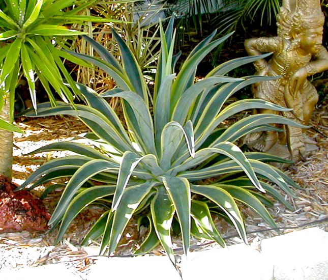 variegated agave desmettiana wholesale plants in bulk variegated agave desmettiana wholesale plants in bulk