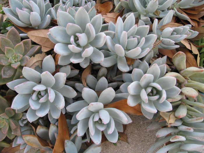 PACHYVERIA EXOTICA Succulent Plant for Garden or House