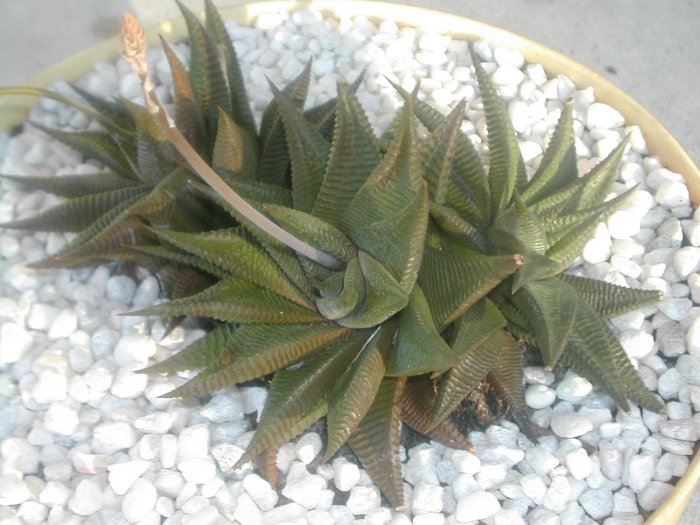 Haworthia Limifolia 'Fairy Wash Board' Succulent Plant
