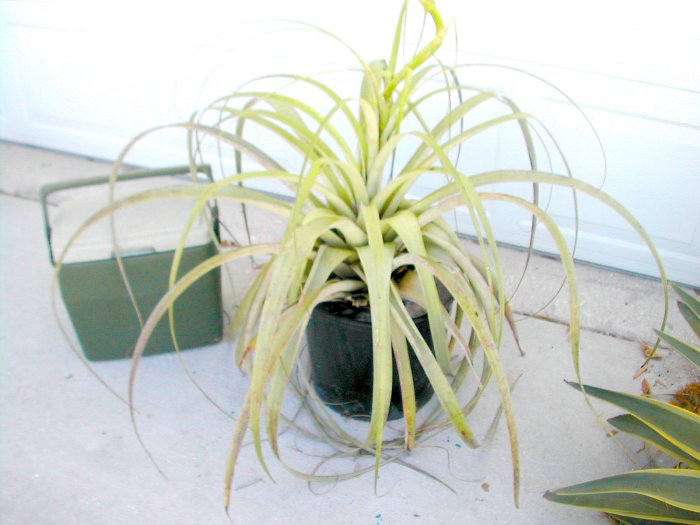Tillandsia Utriculata A Giant Endangered Air Plant! 500+ Seeds