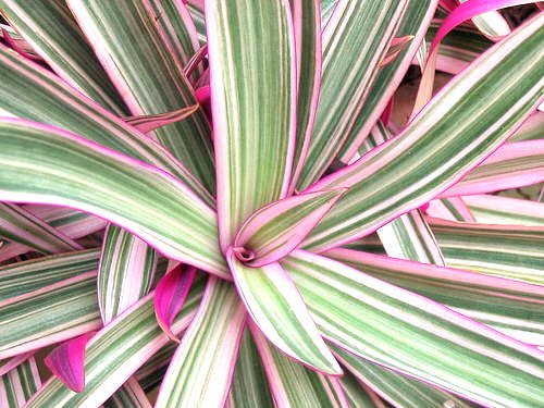 Dwarf Tradescantia Spathacea 'Variegated' 2 BLUSHING PLANTS !