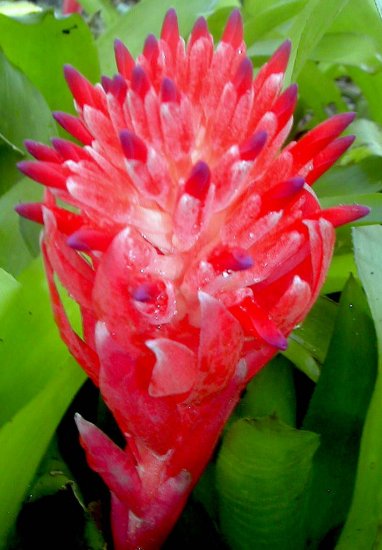 Sale!! Billbergia Pyramidalis Bromeliad, Brilliant Colors!!!!!