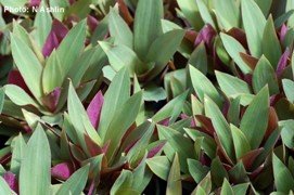 2 Dwarf Tradescantia Rhoeo Oyster Plants PURPLE & GREEN!!
