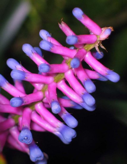 Aechmea Gamosepala Bromeliad Blue/Pink Matchsticks! Small Dwarf form