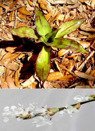 Callisia Fragrans The False Bromeliad Indoor/outdoor