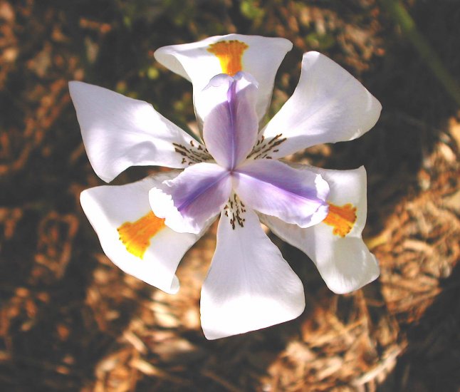Dietes Iridioides or the African Iris