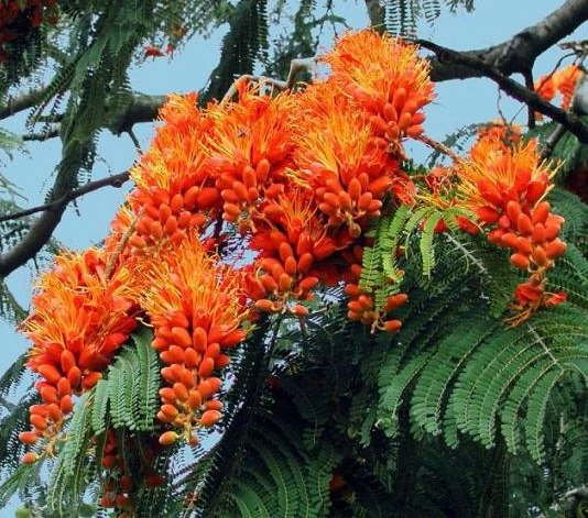 Colvillea Racemosa Tree, Rich Orange Glory MUST SEE!
