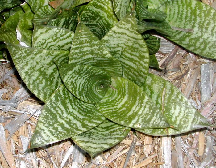 Sanseveria Trifasciata Hahnii Rosette Plant Indoors or out