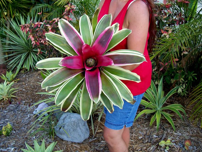 Neoregelia Raphael Bromeliad, easy and fun to grow!