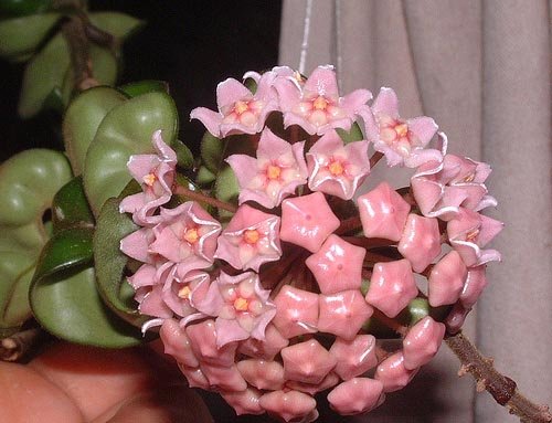Hoya Hindu Wax Rope Outdoor or Indoor Plant! 1 foot long/ 4.5" pot