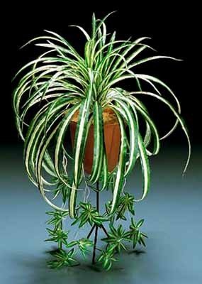 Spider Plant Variegated Chlorophytum Comosum, MOST EASY HOUSE PLANT!