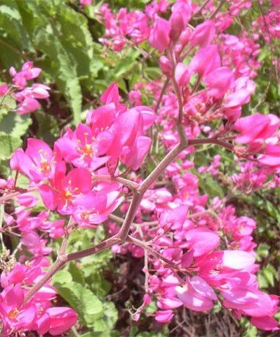 Chinese Love Vine ~ Antigonon Leptopus