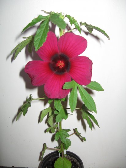 SALE!! Hibiscus Radiatus Monarch Rosemallow