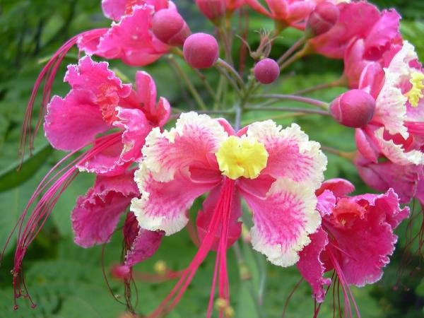 PINK Caesalpinia Pulcherrima Pride of Barbados DWARF GREAT FOR SMALLER YARDS!!