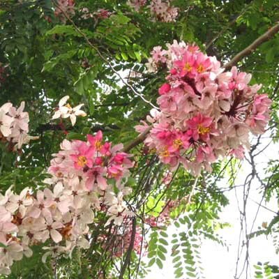 Pink & White Shower Tree, Cassia Javanica 20 Seeds, Flowering Fragrant