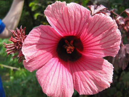 Red Leaf Hibiscus Acetosella