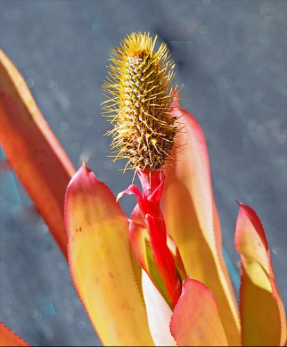 SALE! Bromeliad Aechmea Pineliana House Plant or Garden, Red/Yellow Blooms