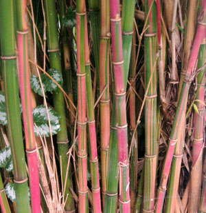 Rare Pink Candy Cane Bamboo Cold Hardy! Himalayacalamus Falconeri